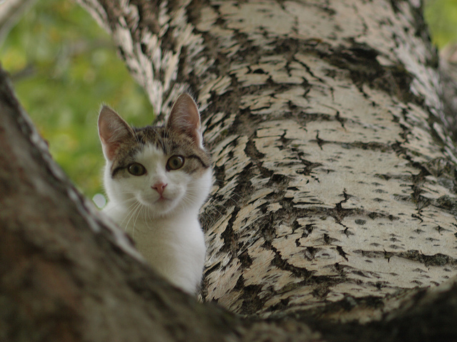 cat-in-a-tree